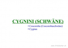 Cygnini (Schwäne)